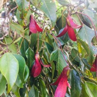 Doona gardneri Thwaites